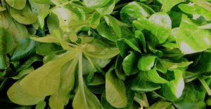 La mâche, un exemple de salade